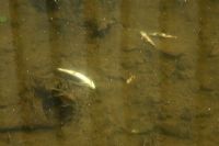 Dead fish in the Sixmilewater