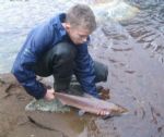 Draperstown angler Michael O'Kane returns a fine hen salmon to the Moyola.