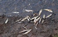 Fish kill