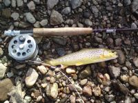 Seamie's small but perfect first trout of 2009