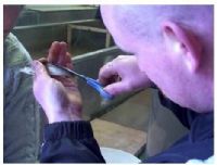 Moyola smolts will be fin-clipped as part of research, as shown by Sean McWilliams.