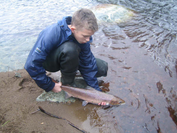 Michael O'Kane releases his salmon