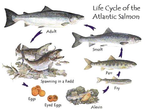 Life cycle of the Moyola salmon
