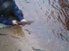 Mickey releases his hen salmon, to bolster salmon stocks on the Moyola.