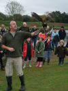 The Harris Hawk takes Flight