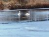 The Swans have found a bit of open water to swim