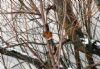 A Robin braves the cold weather