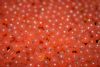 Close-up image of 'eyed' salmon ova [eggs], just days away from hatching.