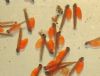 Salmon fry with yolk sacks, which they will feed off until they are ready feed in the river.