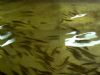 One year old salmon par in tank at Hatchery.