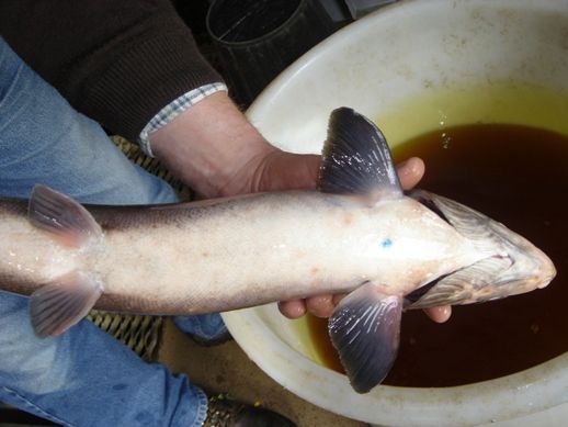 Tattoo on the underbelly of a Salmon
